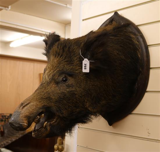 A taxidermy boars head